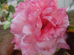 Alonissos Beach Bungalows & Suites Hotel