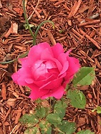 Antique Rose Inn Windham