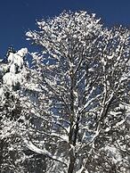 Antique Rose Inn Windham