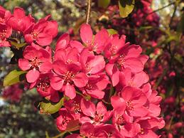 Colston Hall Cottages