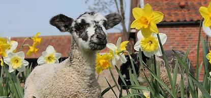 Colston Hall Cottages