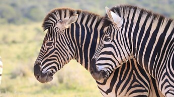 Elephants Footprint Lodge