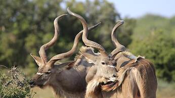 Elephants Footprint Lodge