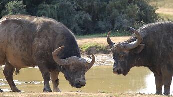 Elephants Footprint Lodge