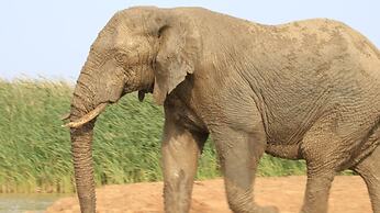 Elephants Footprint Lodge