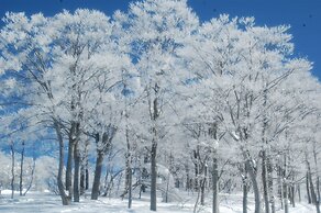Hotel Harvest Skijam Katsuyama