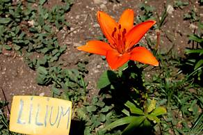Il Giardino del sole
