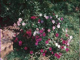 Chesapeake Inn of Lenox