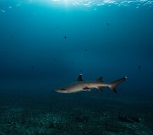 Manta Dive Gili Trawangan Resort