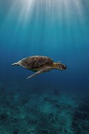 Manta Dive Gili Trawangan Resort