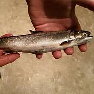 Spillover Motel and Inn