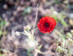 Masseria della Volpe