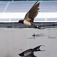 Masseria Villa Marchesi