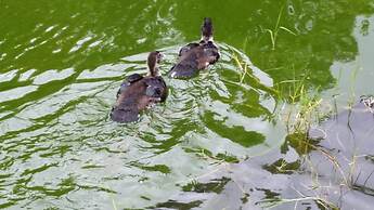 Volcano Acres Ranch B&B