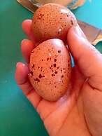 Manderley Bed and Breakfast