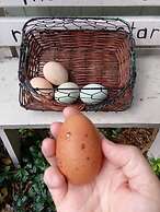 Manderley Bed and Breakfast