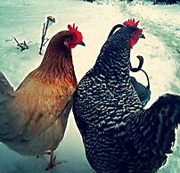 Manderley Bed and Breakfast