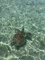 La Cocoteraie Ecolodge- Glamping