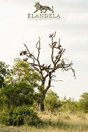 Elandela Private Game Reserve & Luxury Lodge