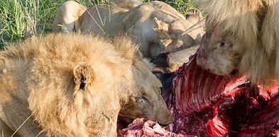 Elandela Private Game Reserve & Luxury Lodge