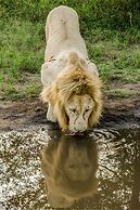 Elandela Private Game Reserve & Luxury Lodge