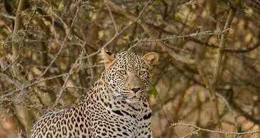 Elandela Private Game Reserve & Luxury Lodge