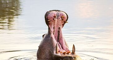 Elandela Private Game Reserve & Luxury Lodge