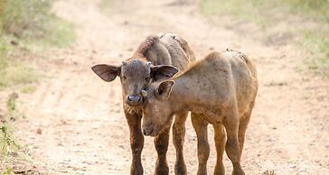 Elandela Private Game Reserve & Luxury Lodge