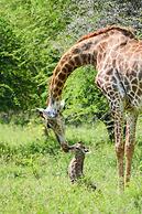 Elandela Private Game Reserve & Luxury Lodge