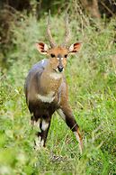 Elandela Private Game Reserve & Luxury Lodge