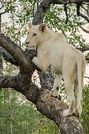 Elandela Private Game Reserve & Luxury Lodge