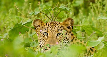 Elandela Private Game Reserve & Luxury Lodge