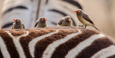 Elandela Private Game Reserve & Luxury Lodge