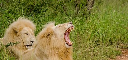 Elandela Private Game Reserve & Luxury Lodge