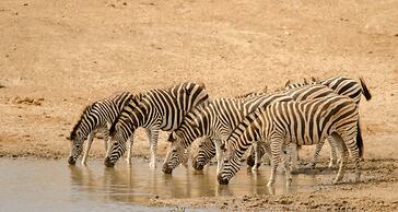 Elandela Private Game Reserve & Luxury Lodge