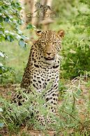 Elandela Private Game Reserve & Luxury Lodge