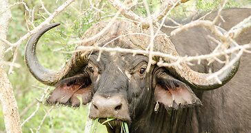 Elandela Private Game Reserve & Luxury Lodge