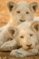 Elandela Private Game Reserve & Luxury Lodge