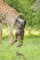Elandela Private Game Reserve & Luxury Lodge