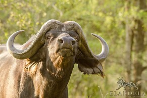Elandela Private Game Reserve & Luxury Lodge