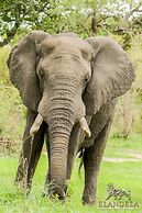 Elandela Private Game Reserve & Luxury Lodge