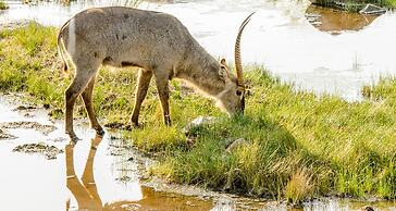 Elandela Private Game Reserve & Luxury Lodge