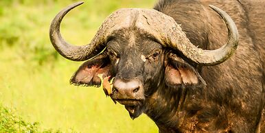 Elandela Private Game Reserve & Luxury Lodge