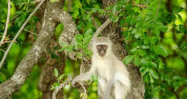 Elandela Private Game Reserve & Luxury Lodge