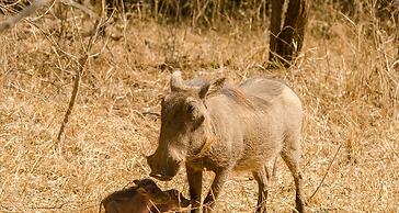 Elandela Private Game Reserve & Luxury Lodge