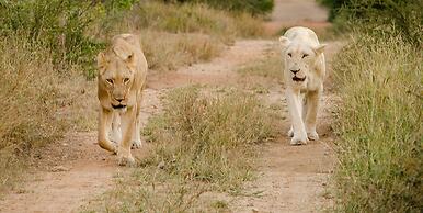Elandela Private Game Reserve & Luxury Lodge