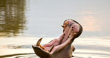 Elandela Private Game Reserve & Luxury Lodge