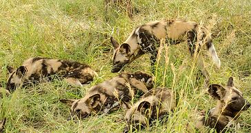 Elandela Private Game Reserve & Luxury Lodge