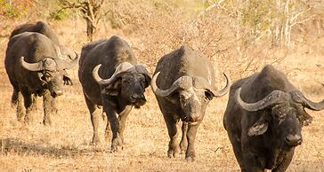 Elandela Private Game Reserve & Luxury Lodge