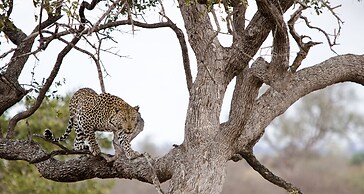 Elandela Private Game Reserve & Luxury Lodge